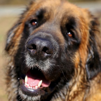 Best Dog Breeds Guard - Estrela Mountain Dog