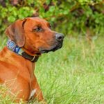 Best Dog Collars For Large Dogs