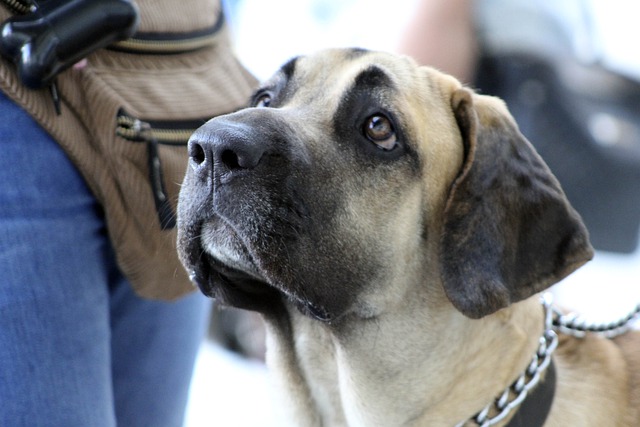 Fila Brasileiro - Best Dog Breeds Guard