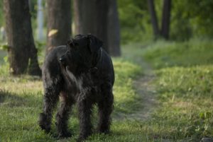 Giant Schnauzer - Best Dog Breeds Guard