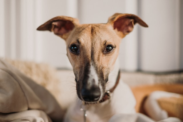 Top 100 Whippet Dog Names Guide & Inspiration!