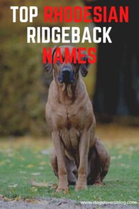 Top Rhodesian Ridgeback Names