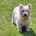 West Highland White Terrier names