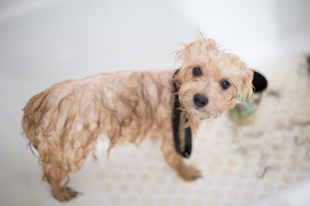 best dog grooming clippers for home use