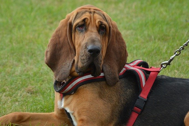 bloodhound dog names