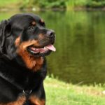 exotic rottweiler names