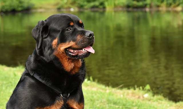 exotic rottweiler names