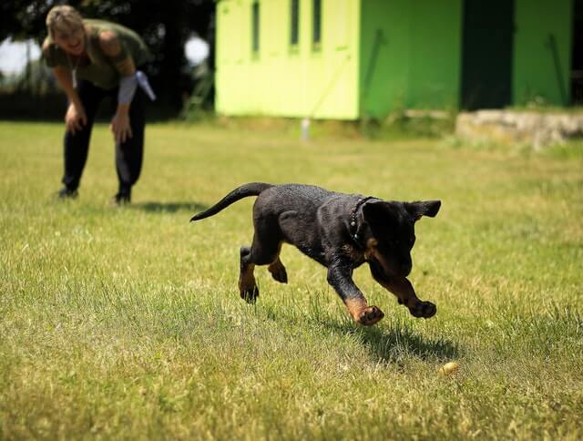 The 5 Best Dog Training Apps for Android and iOS of 2022