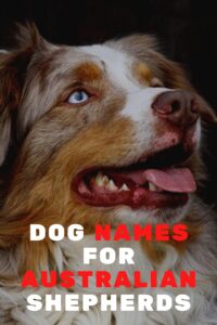 Top 100 Dog Names for Australian Shepherds: A Comprehensive List of Dog Names for Australian Shepherds