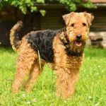 Airedale Terrier Names
