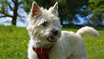 Best Cairn Terrier Names
