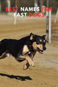 Best Names for Fast Dogs