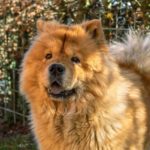 Chow Chow names
