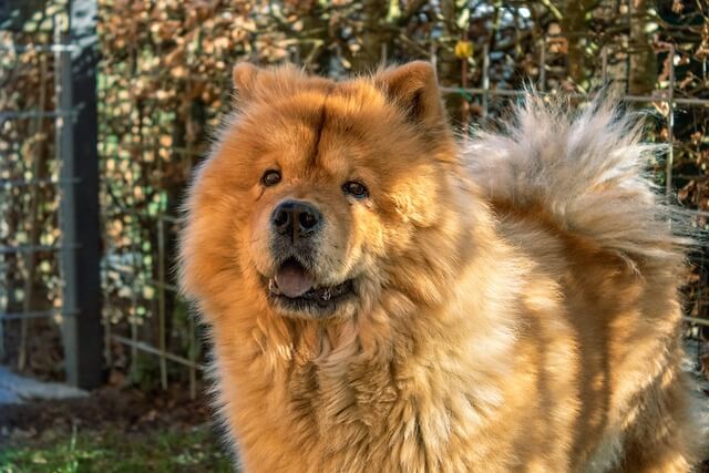 Chow Chow names