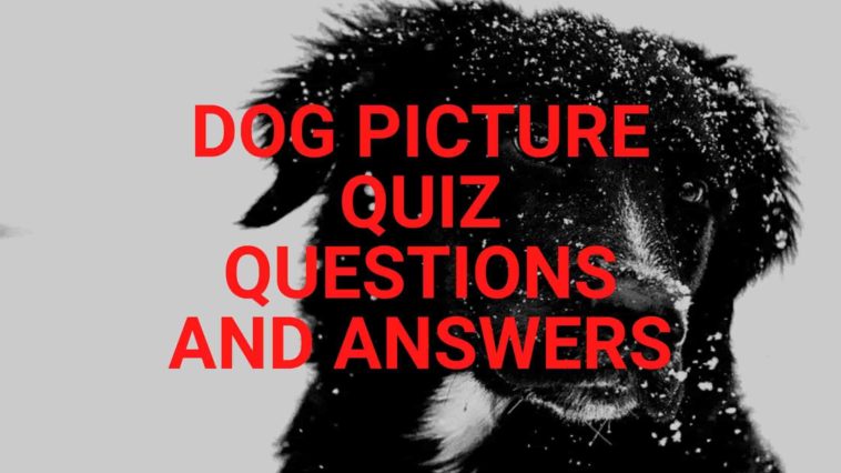 DOG PICTURE QUIZ QUESTIONS AND ANSWERS