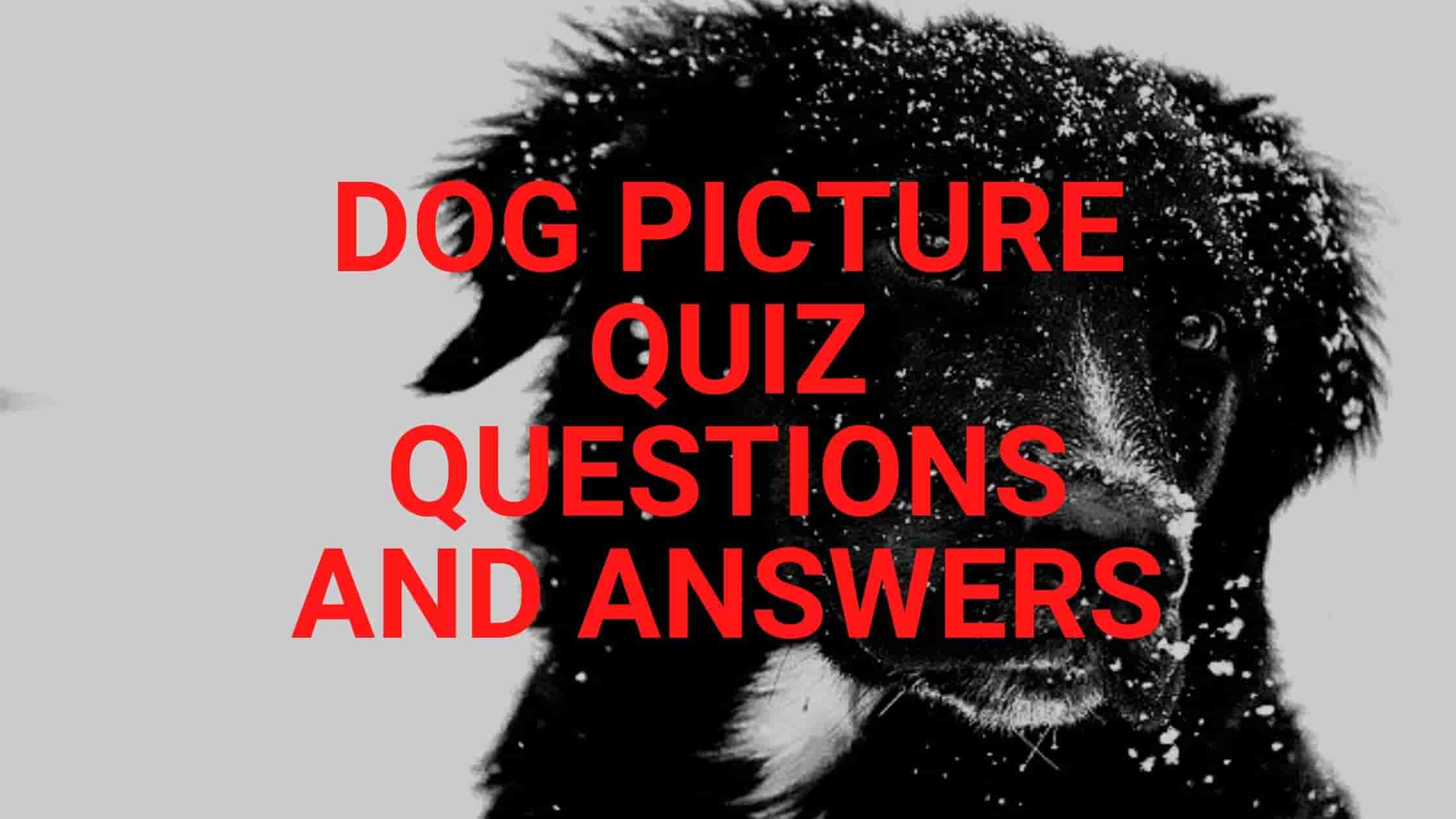 red bulldog logo quiz