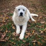 Great Pyrenees names