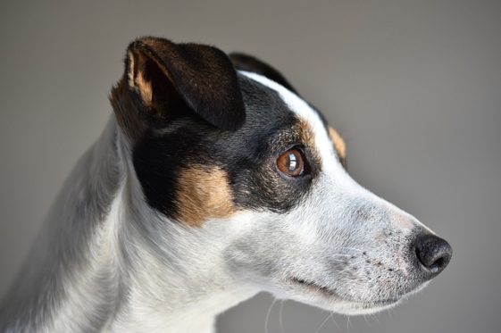 Female Jack Russell Names Archives Dogs Lovers Blog