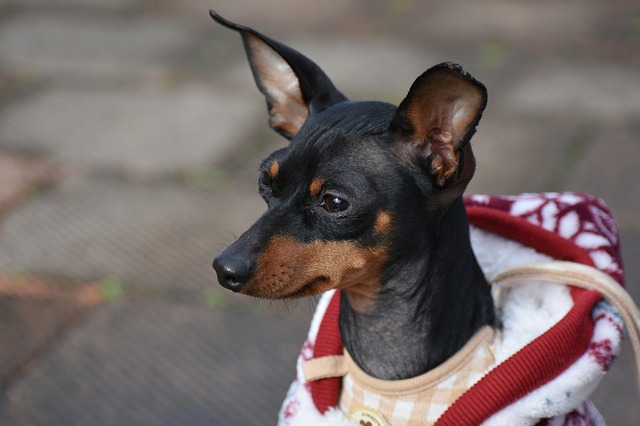 90 Adorable Miniature Pinscher Names Best Names For Miniature Pinscher Dogs