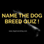 Name The Dog Breed Quiz