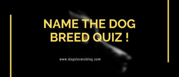 Name The Dog Breed Quiz