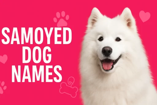 Samoyed Dog Names