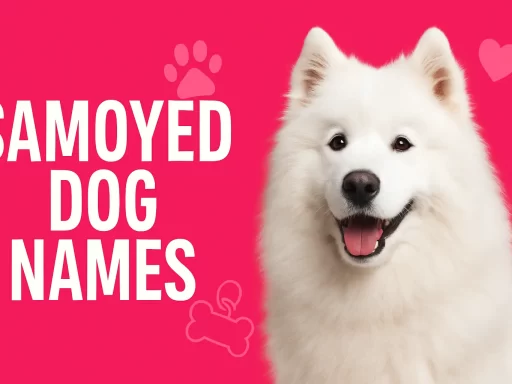 Samoyed Dog Names