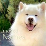Samoyed Dog Names