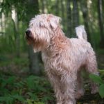 Soft Coated Wheaten Terrier Names