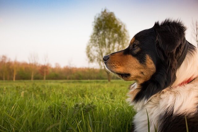 The importance of choosing the right name for your male dog
