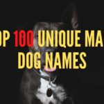 Top 100 Unique Male Dog Names