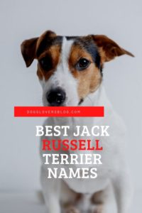 top Jack Russell Terrier Names