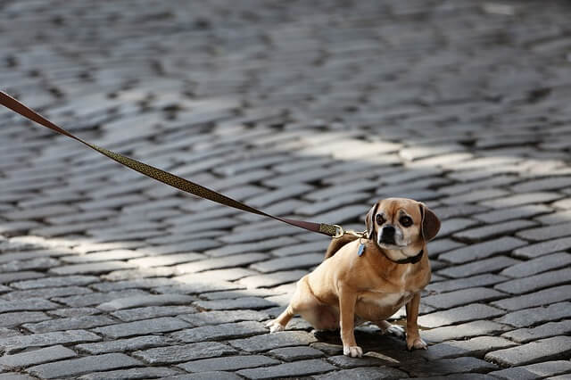 Best Retractable Dog Leashes