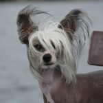 Chinese Crested Dog Names
