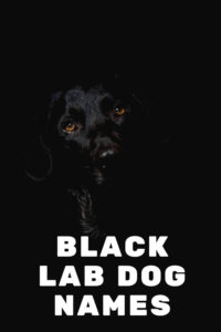 Best Black Lab Dog Names