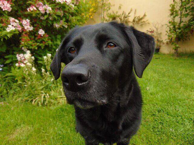 Black Lab Dog Names