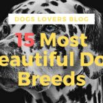 Most Beautiful Dog Breeds