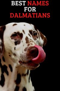 Best Names For Dalmatians