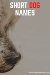 Best Short Dog Names