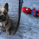 Best Soft Toys for Dogs