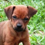 Brown Puppy Names Female
