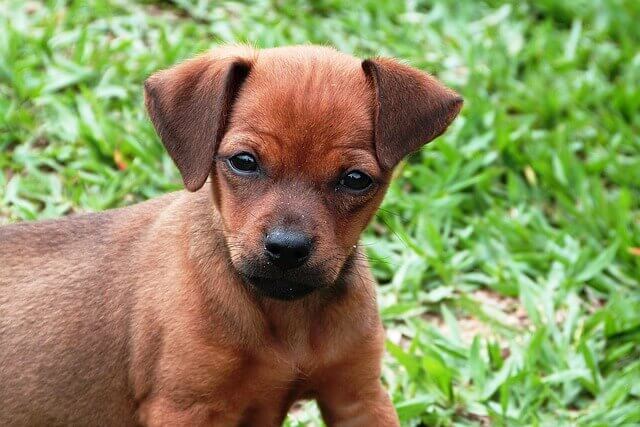 Brown Puppy Names Female