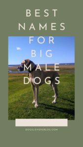 Names For Big Male Dog