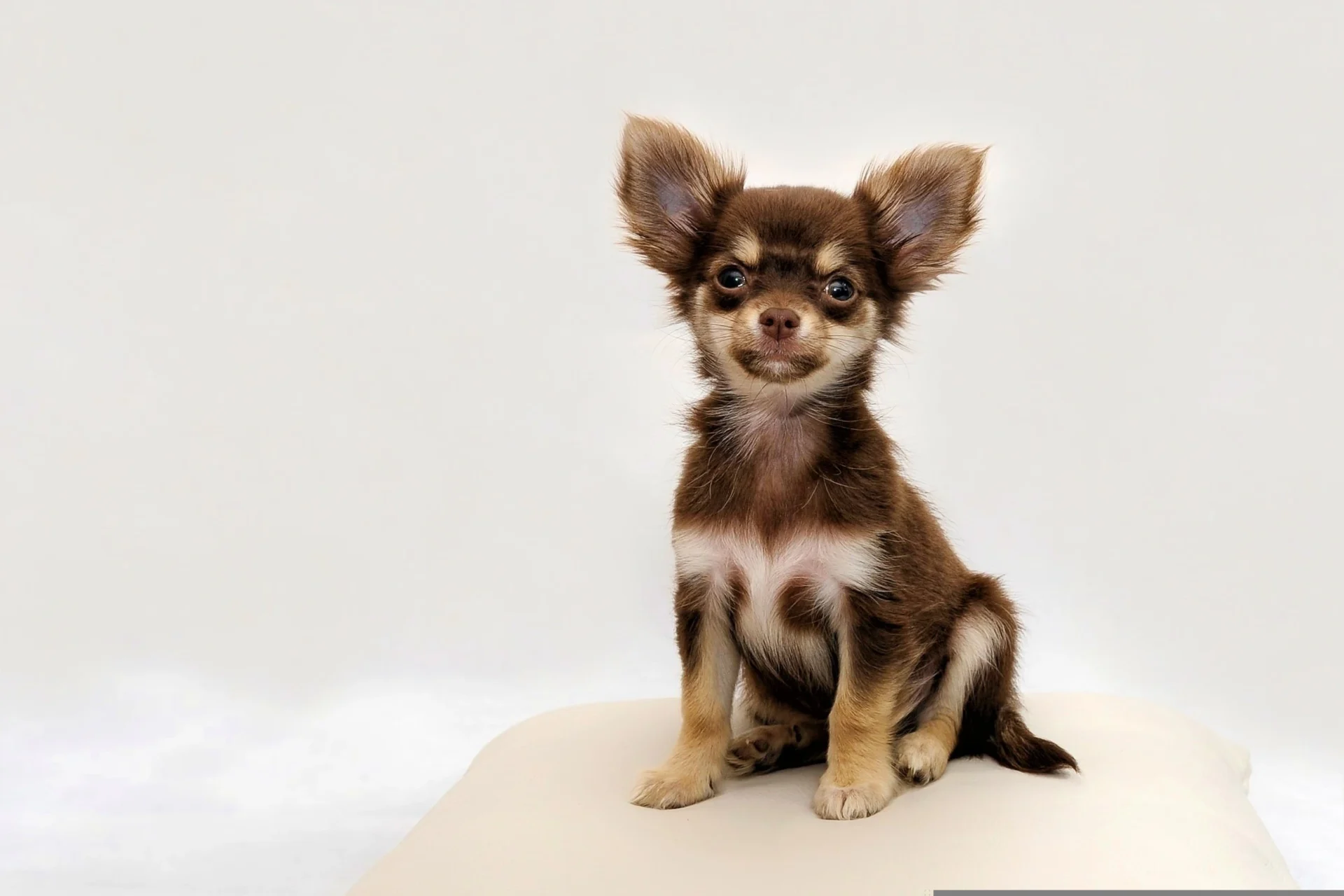 Short Dog Names
