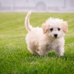 Small Dog Breeds List With Pictures