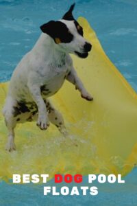 The Best Dog Pool Floats for Hot Summer Days