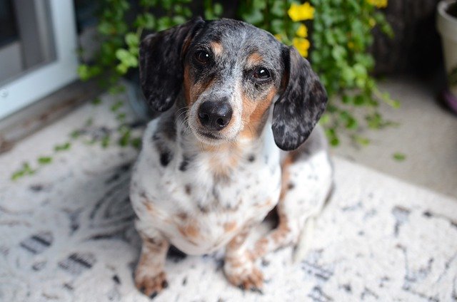 150 Best Wiener Dog Names - Ideas For Naming Your Wiener Dog