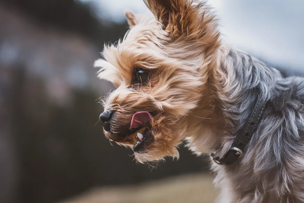 best-short-dog-names