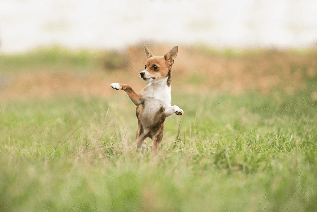 cute-puppy-short-name