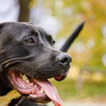 strong male dog names for pitbulls